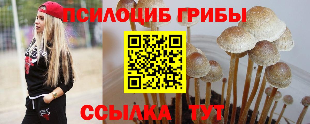 Псилоцибиновые грибы Psilocybine cubensis  Москва 